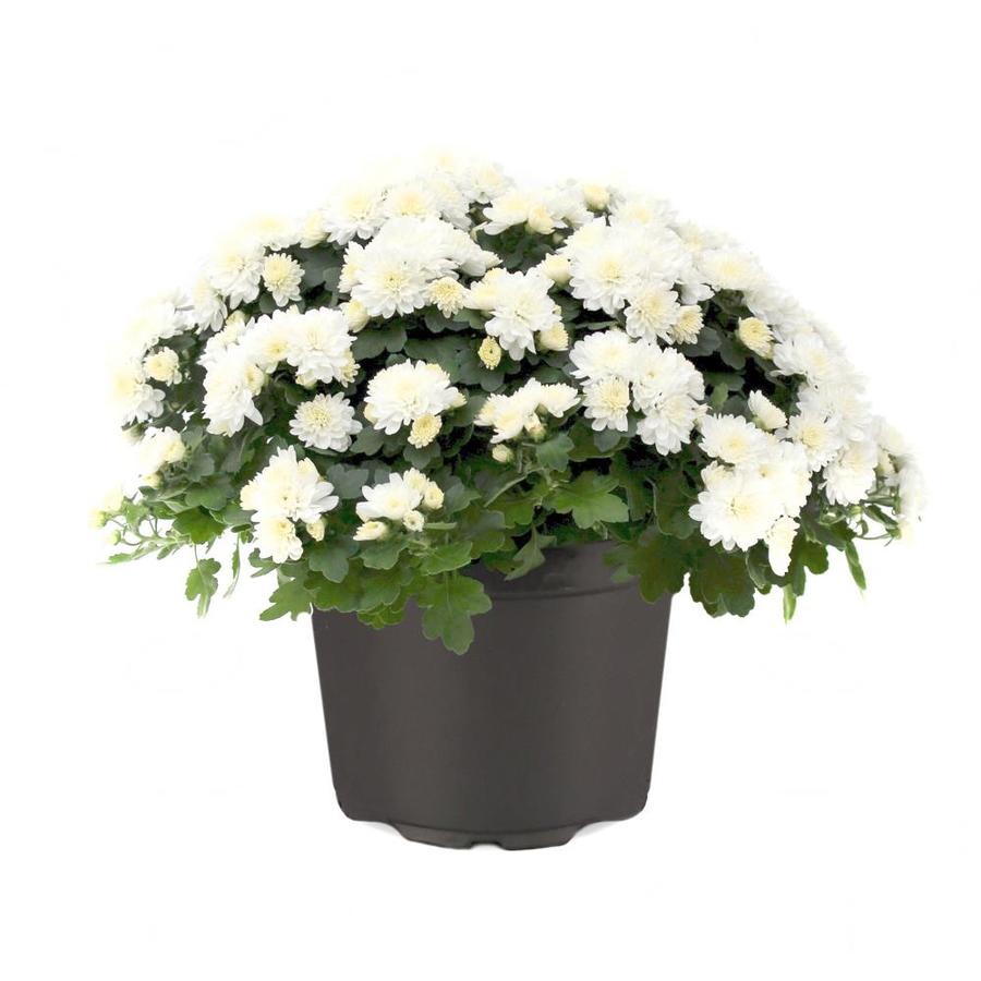 3-Quart White White Garden Mum in Pot at Lowes.com