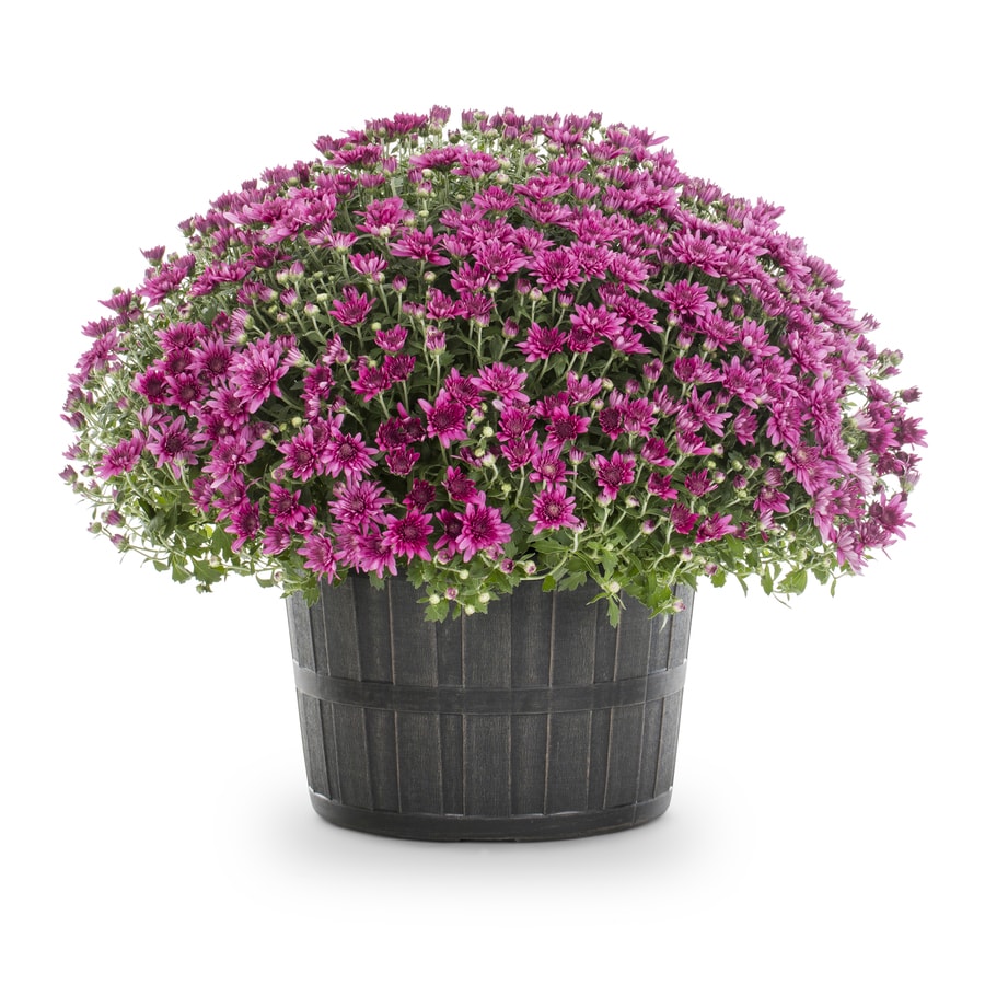 3 Gallon Purple Mum In Pot At Lowes 3 Gallon Purple Mum In Pot