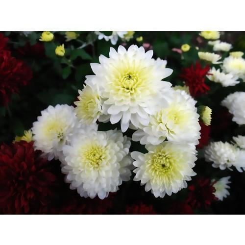 1 Quart White Chrysanthemum In Pot In The Annuals Department At Lowes Com