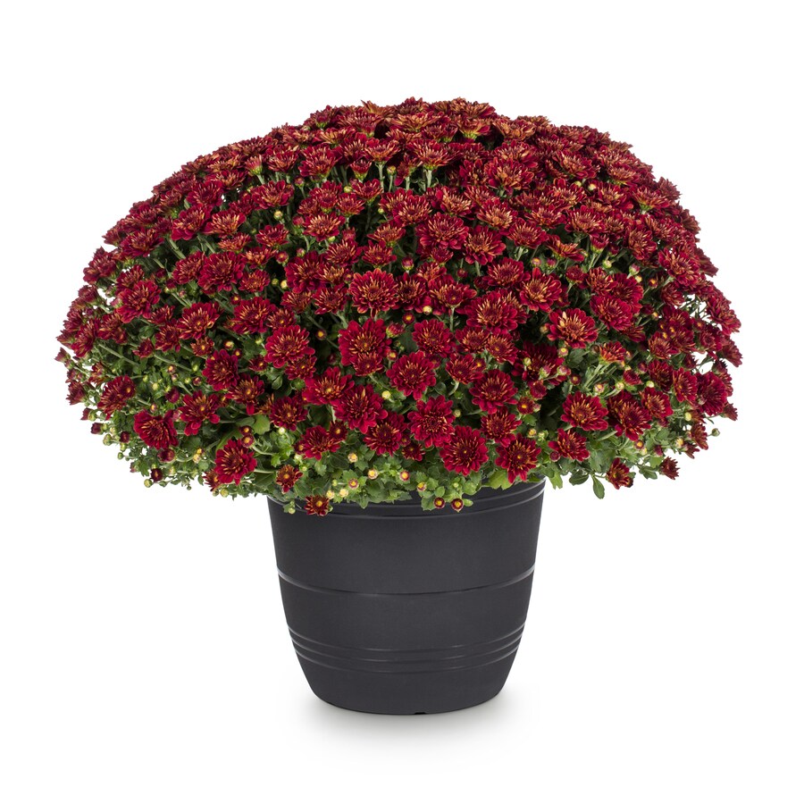 1.75-Gallon Red Mum in Planter at Lowes.com