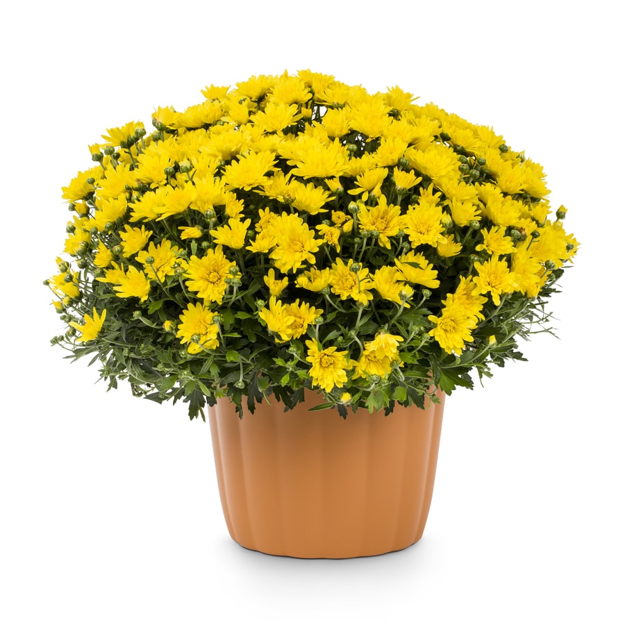 3Quart Yellow Mum in Planter at