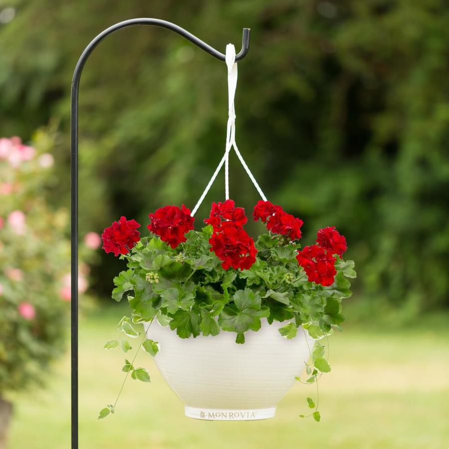 2.5-Gallon Multicolor Geranium in Hanging Basket in the Annuals ...