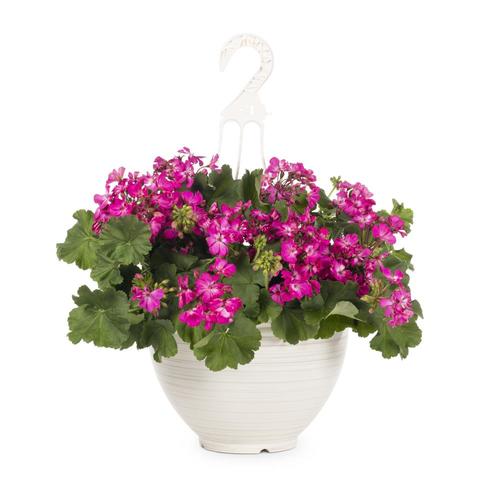 2.5Gallon Multicolor Geranium in Hanging Basket in the Annuals