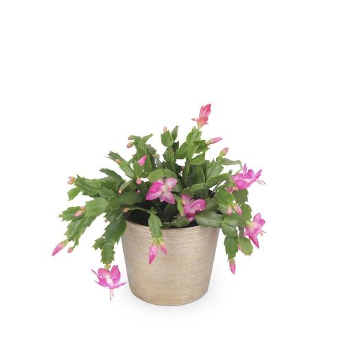 1.25-Quart Pink Christmas Cactus in Planter (L22289) in ...