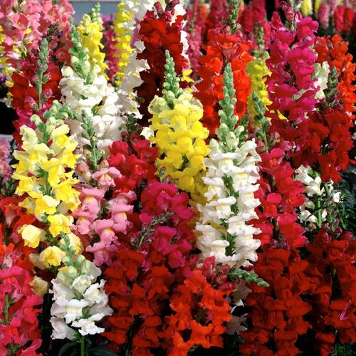 1-Pint Multicolor Snapdragon in Pot at Lowes.com