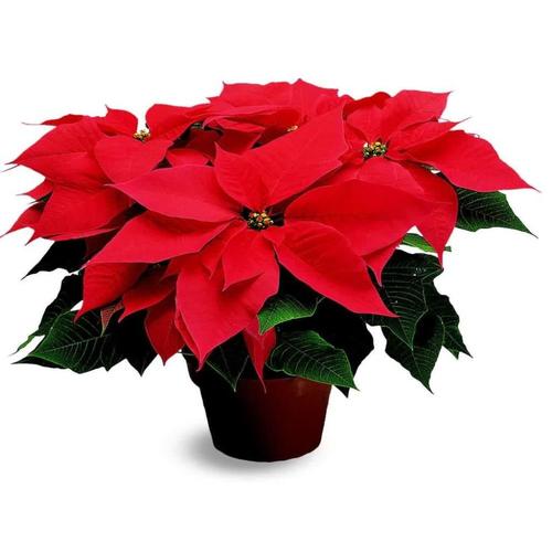 1-Pint Red Poinsettia in Pot (L22289) in the Annuals department at ...