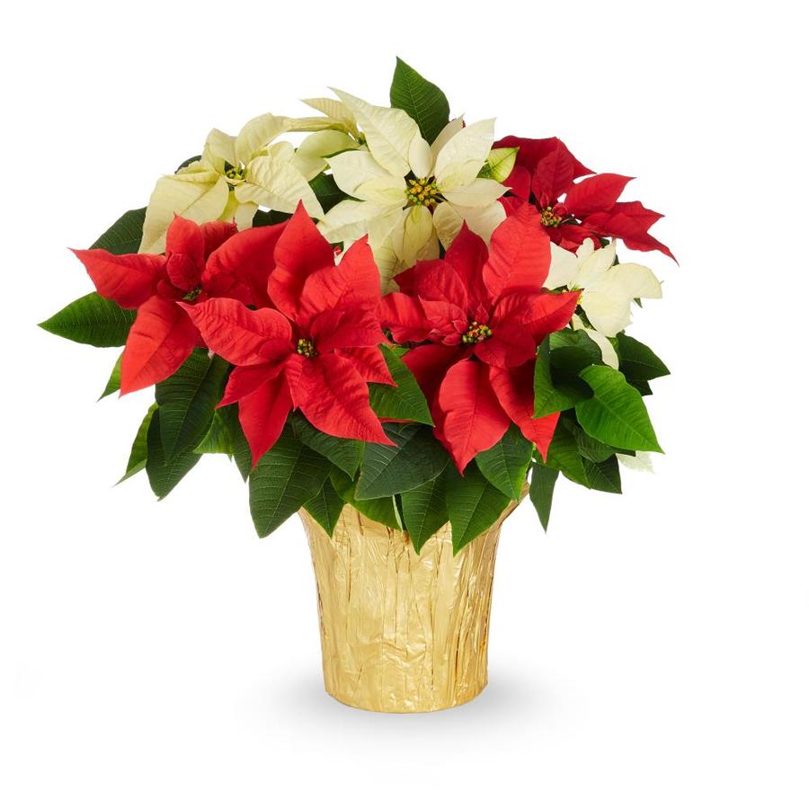 24-in Poinsettia in Plastic Pot at Lowes.com