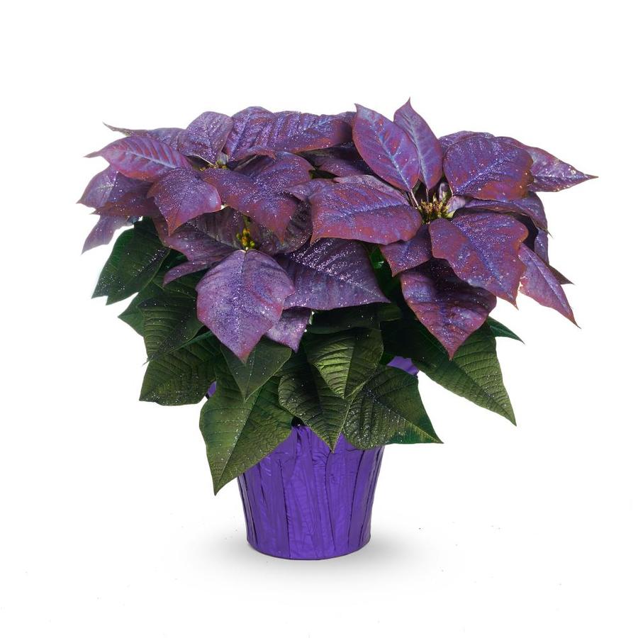 2Quart Purple Poinsettia in Pot at