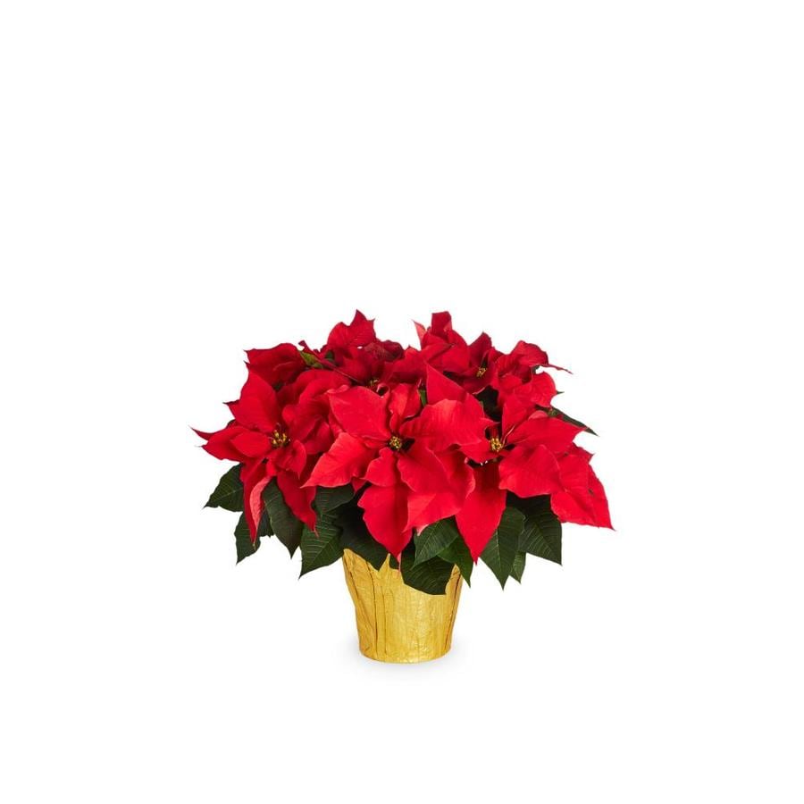 2-Quart Red Poinsettia in Pot at Lowes.com