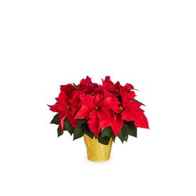 Plants Bulbs Seeds At Lowes 2 0 Quart Poinsettia Pot N A