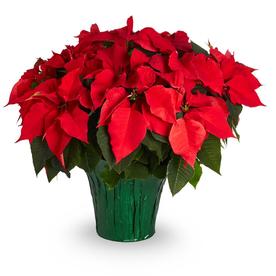 3.5 -Quart Poinsettia Pot (N/A)