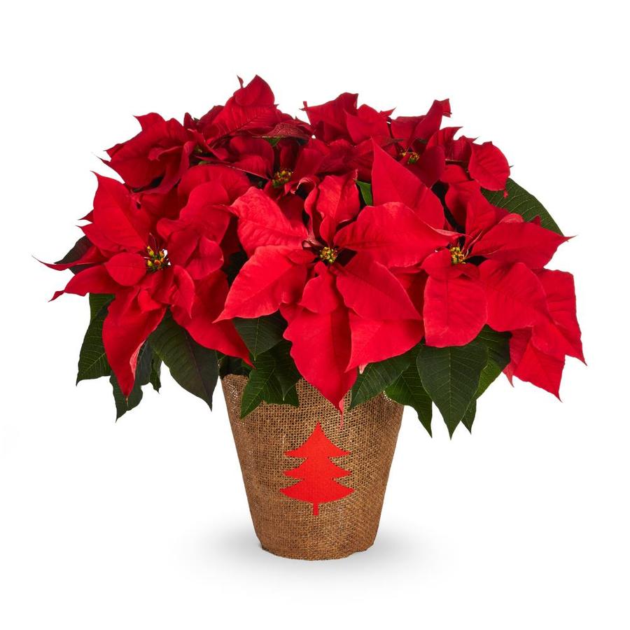 2-Quart Mixed Red and White Poinsettia In Burlap in Plastic Pot at ...