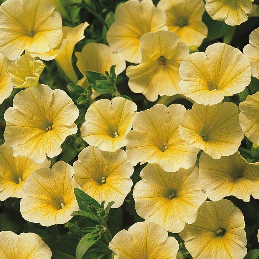 2.5-Quart Yellow Petunia in Pot in the Annuals department at Lowes.com