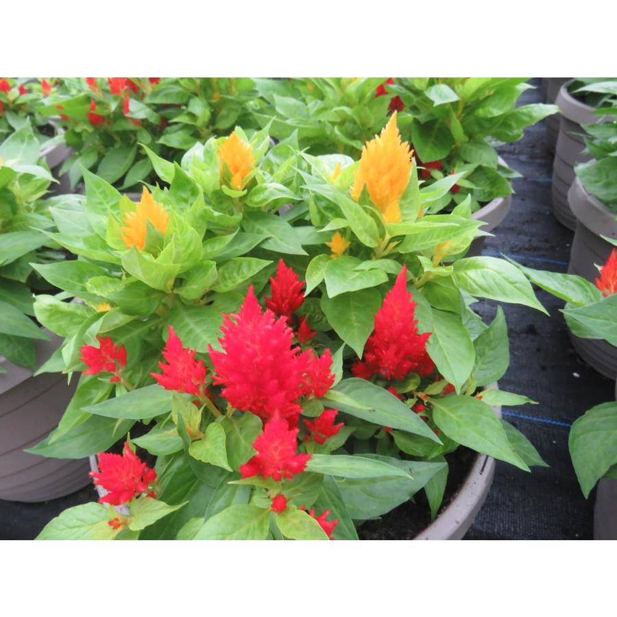 Celosia Dragon S Breath Toxic To Dogs