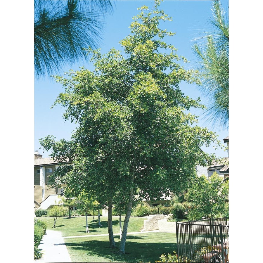 3.25-Gallon White Alder Shade Tree in Pot (With Soil) (L14604) at Lowes.com