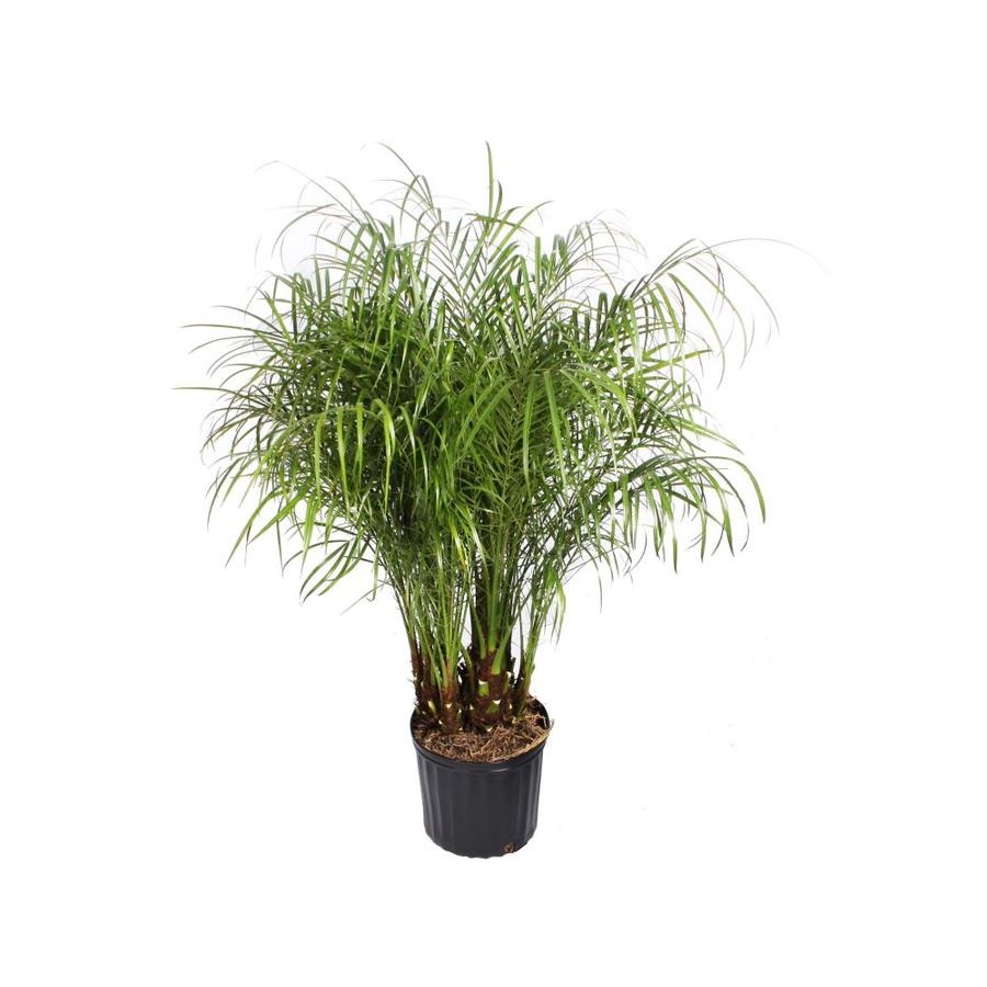 2 25 Gallon Pygmy Date Palm Feature Tree L7542 At Lowes Com