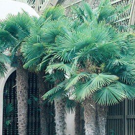 Tropical Plants At Lowes 3 58 Gallon Chinese Windmill Palm L8803