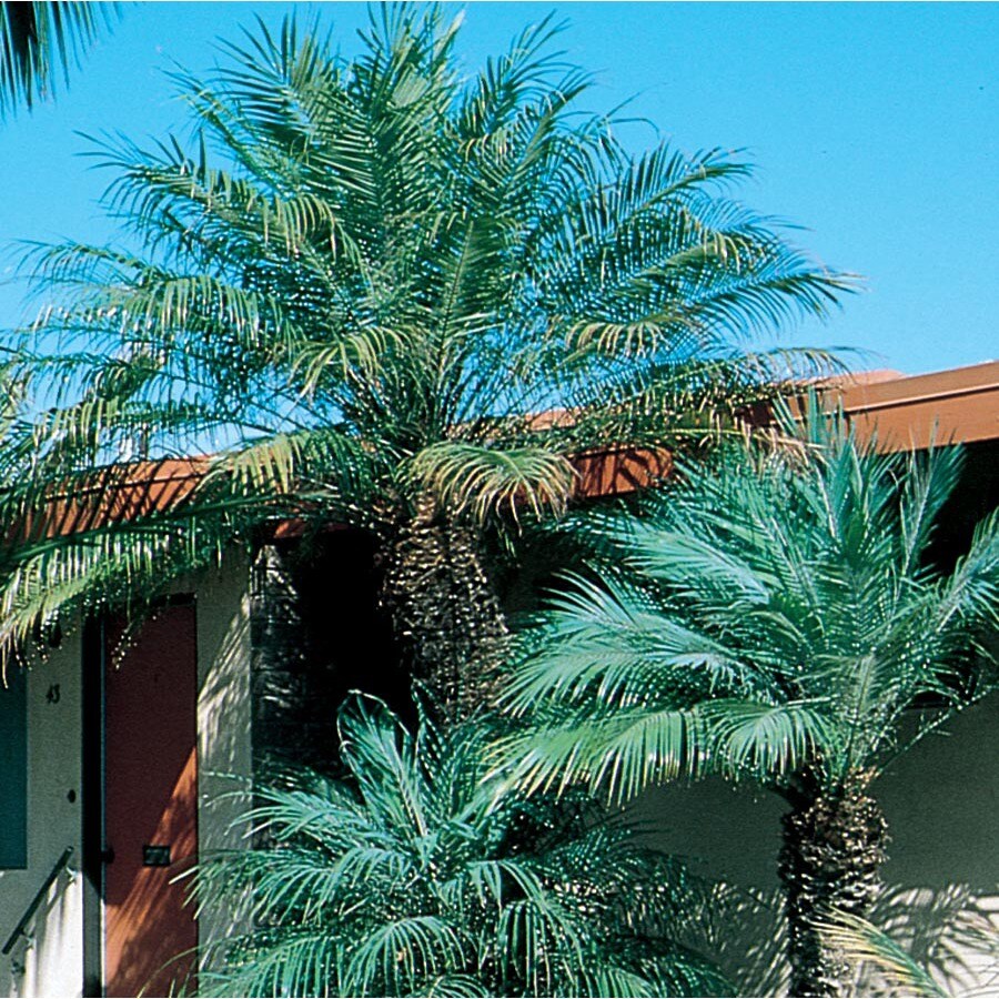 6.08Gallon in Pot Pygmy Date Palm (L7542) at