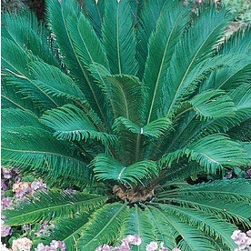 Lowe S Nursery Plants Best 2017 30 Best Ridgecrest Images On Desert Gardening Deserts