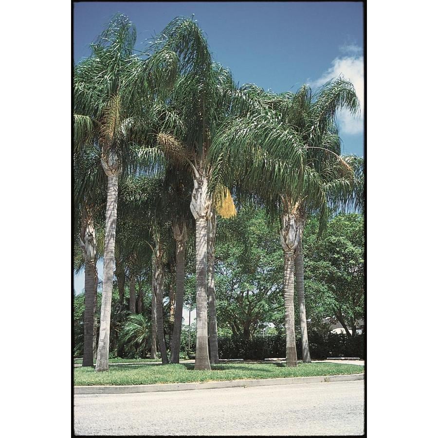 11.1Gallon in Pot Queen Palm (L6258) at