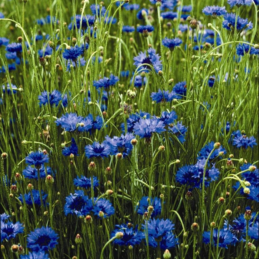 Seeds Of Change Bachelor Buttons Organic Flower Seed Packet In The 