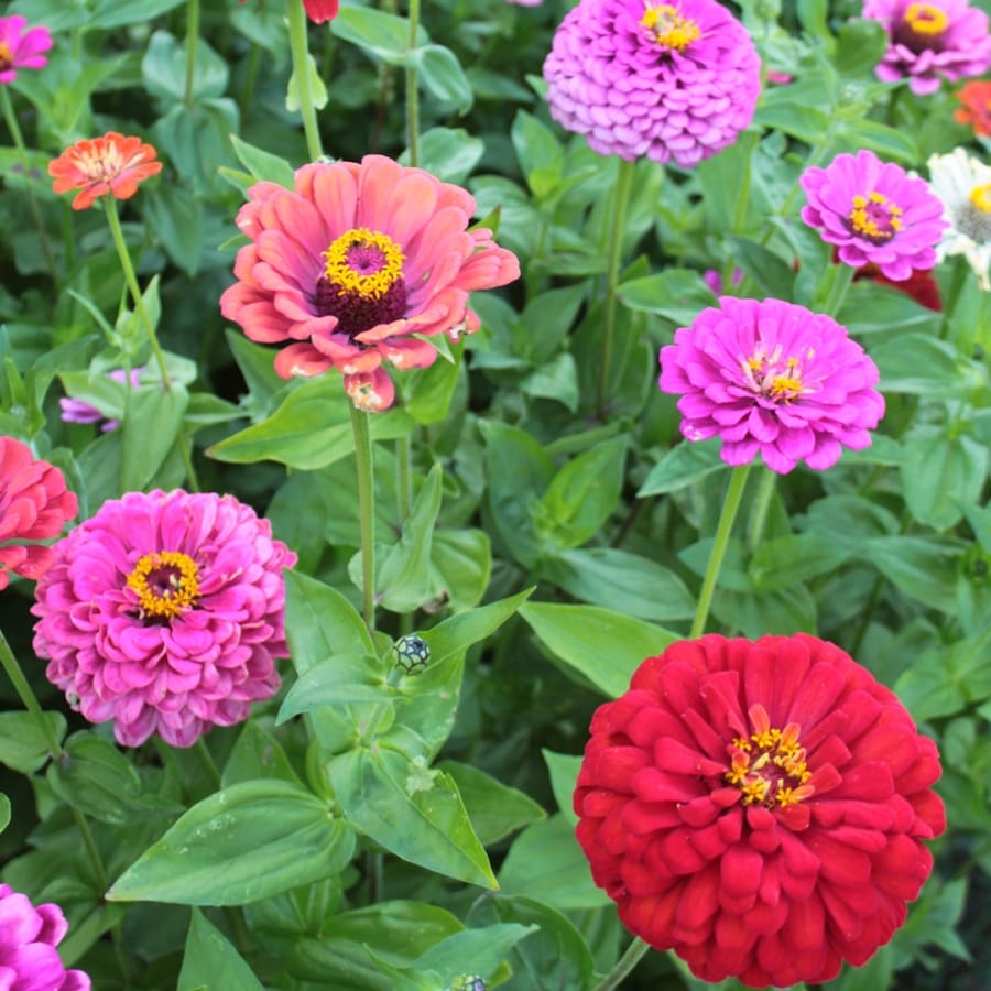Shop Seeds of Change Cut and Come Again Zinnia Organic Flower Seed ...
