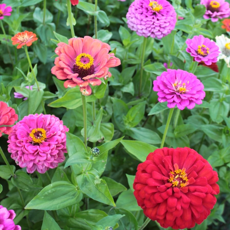 Seeds of Change Cut and Come Again Zinnia Organic Flower Seed Packet at ...