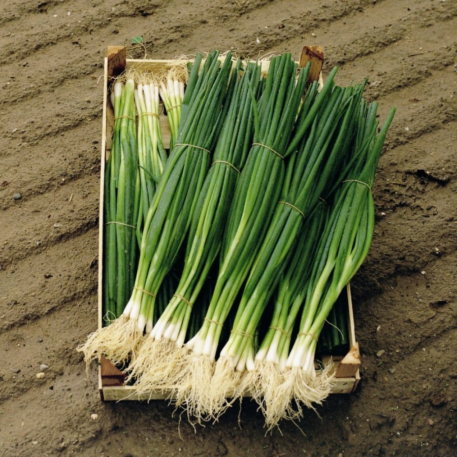 onion seedlings