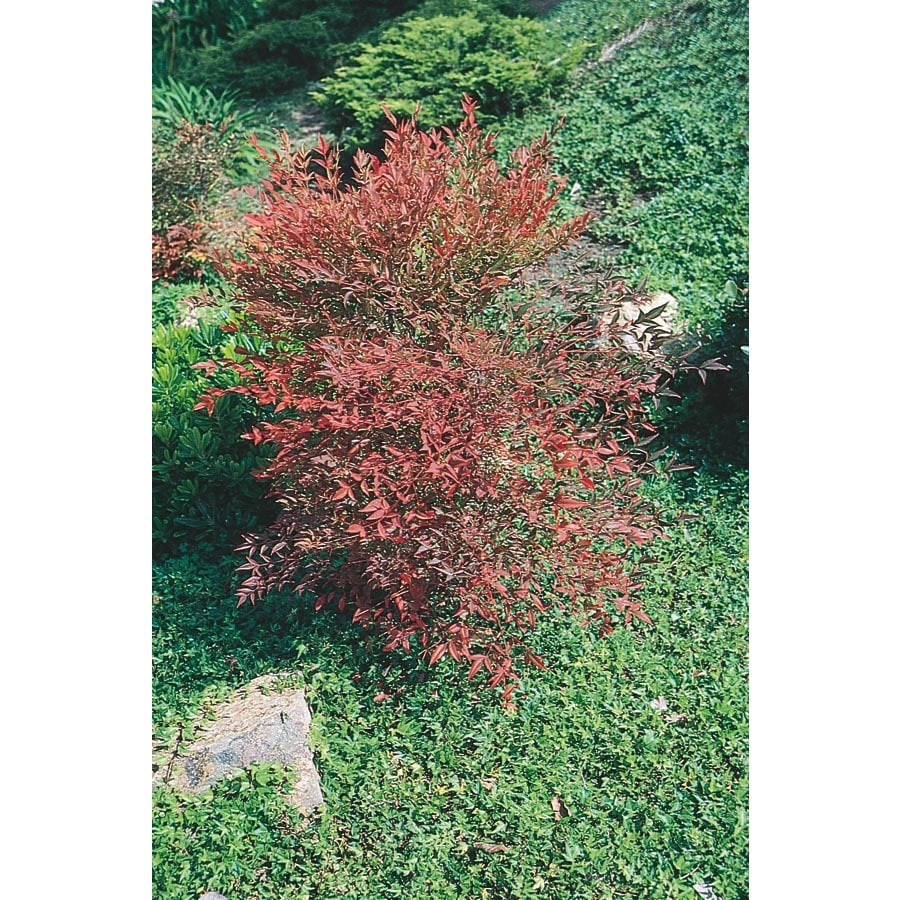 White Royal Princess Nandina Accent Shrub in Pot (With Soil) (L6883) at