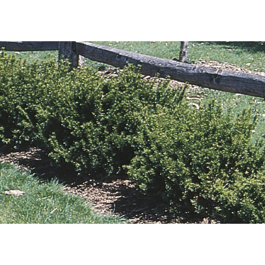 2 5 Quart Spreading Yew Accent Shrub L4608 At Com 2 5 Quart Spreading Yew Accent Shrub L4608