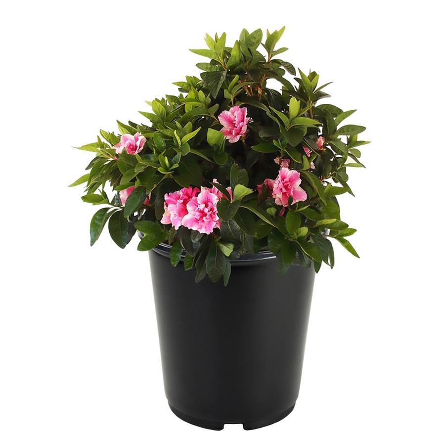 2.5-Quart Multicolor Assorted Azalea Flowering Shrub in Pot (L6573) at ...