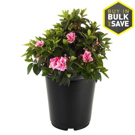 2.5-Quart Multicolor Assorted Azalea Flowering Shrub in Pot (L6573)