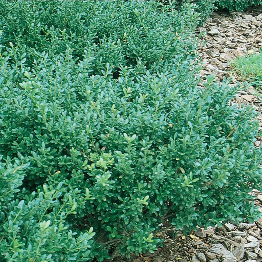 Compact Japanese Holly Foundation/Hedge Shrub in Pot (With Soil) (L5284 ...