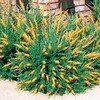 sweet broom plant for sale