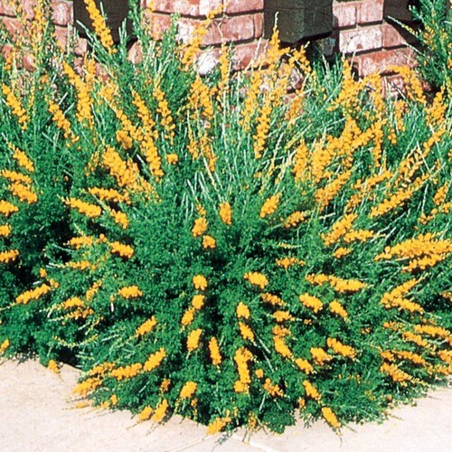 sweet broom plant sweet broom plant