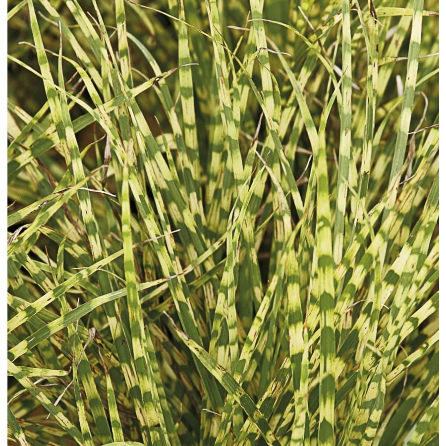 2-Gallon Gold Breeze Miscanthus (L21804) at Lowes.com