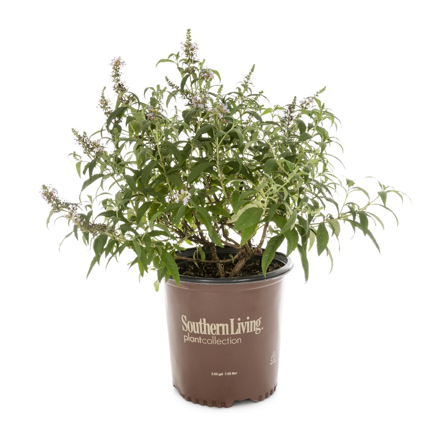 3Gallon Potted Butterfly Bush at