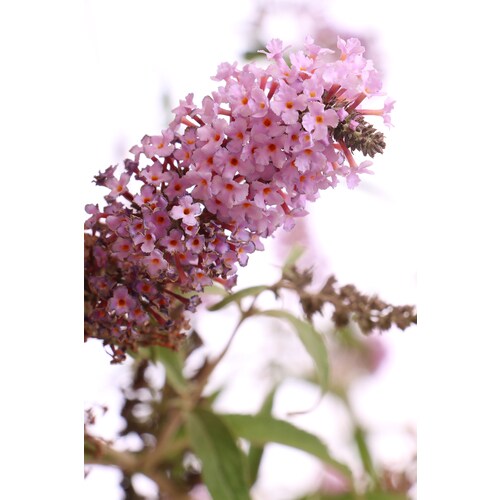 3Gallon in Pot Butterfly Bush in the Perennials department at