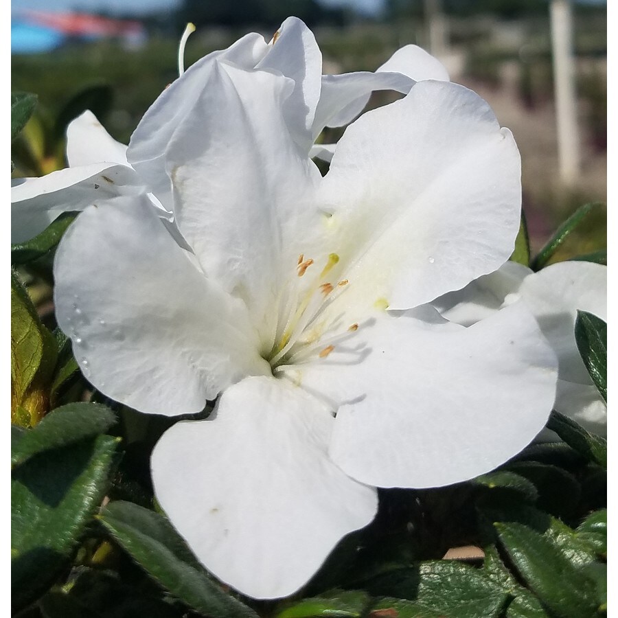 Encore Azalea 1-Gallon White Autumn Ivory Flowering Shrub in Pot