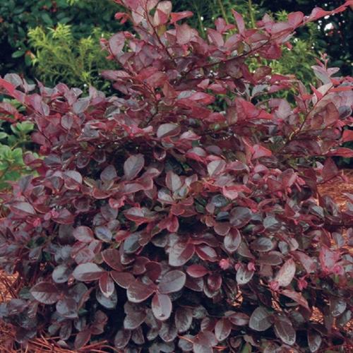 Southern Living 2.5-Quart Pink Purple Diamond Loropetalum (2-pack ...