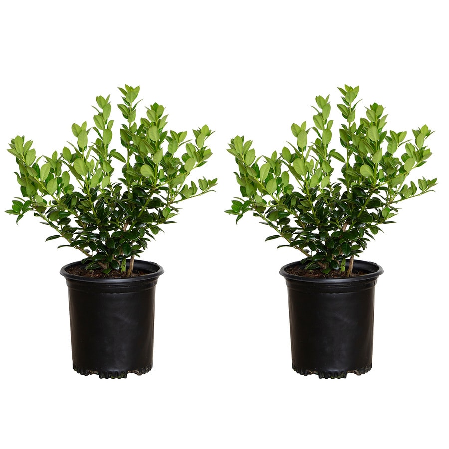 2.5-Quart Japanese Holly Foundation/Hedge Shrub in Pot at Lowes.com