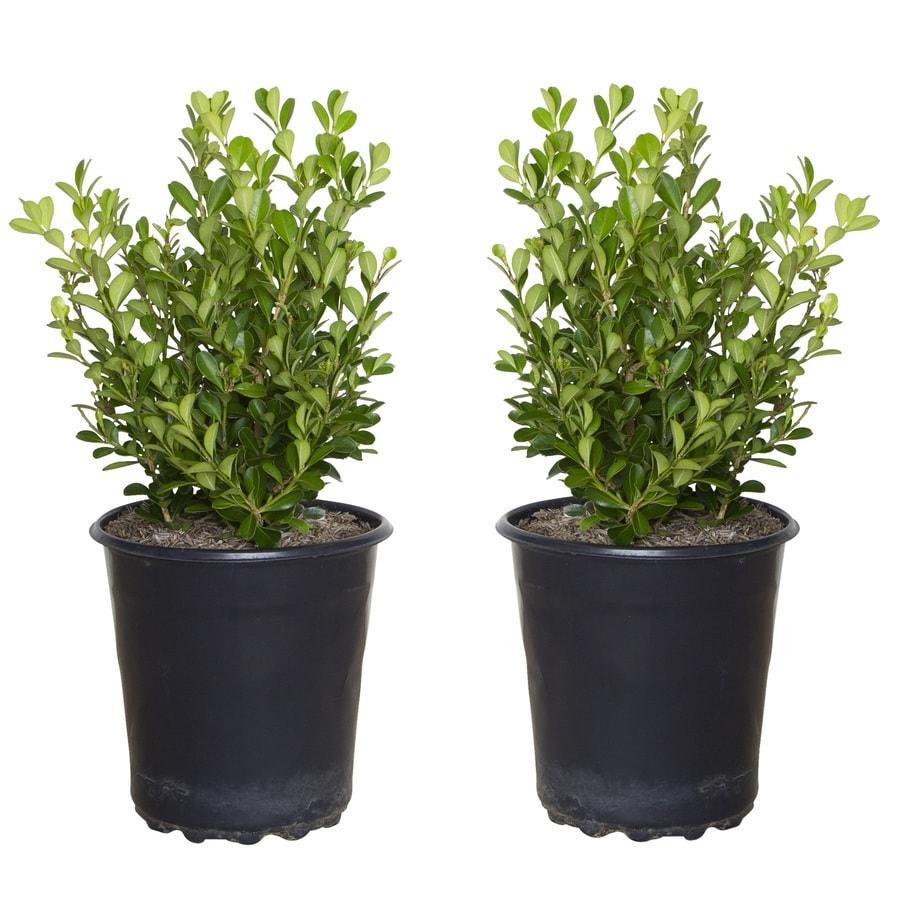 2.5-Quart Japanese Boxwood (2-pack) Foundation/Hedge Shrub in Pot at ...