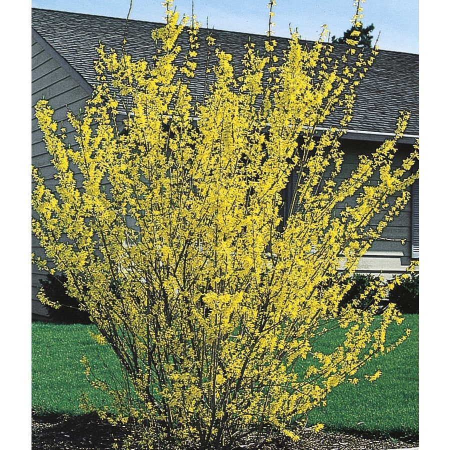Yellow Forsythia Flowering Shrub in Pot (With Soil) (L3184) at
