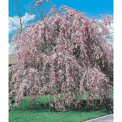 Pink Pink Weeping Cherry Feature Tree Bare Root L1010 In The Trees Department At Lowes Com