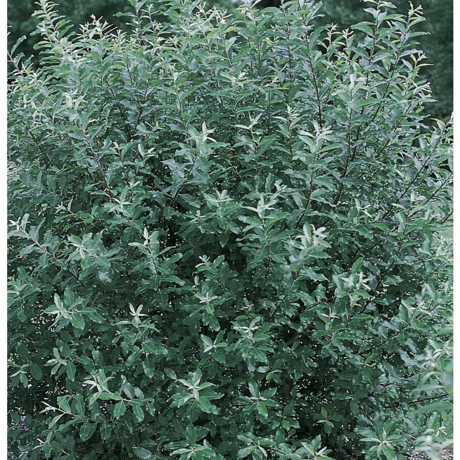 1 Count Pink French Pussy Willow Flowering Tree in Bare Root (With Soil