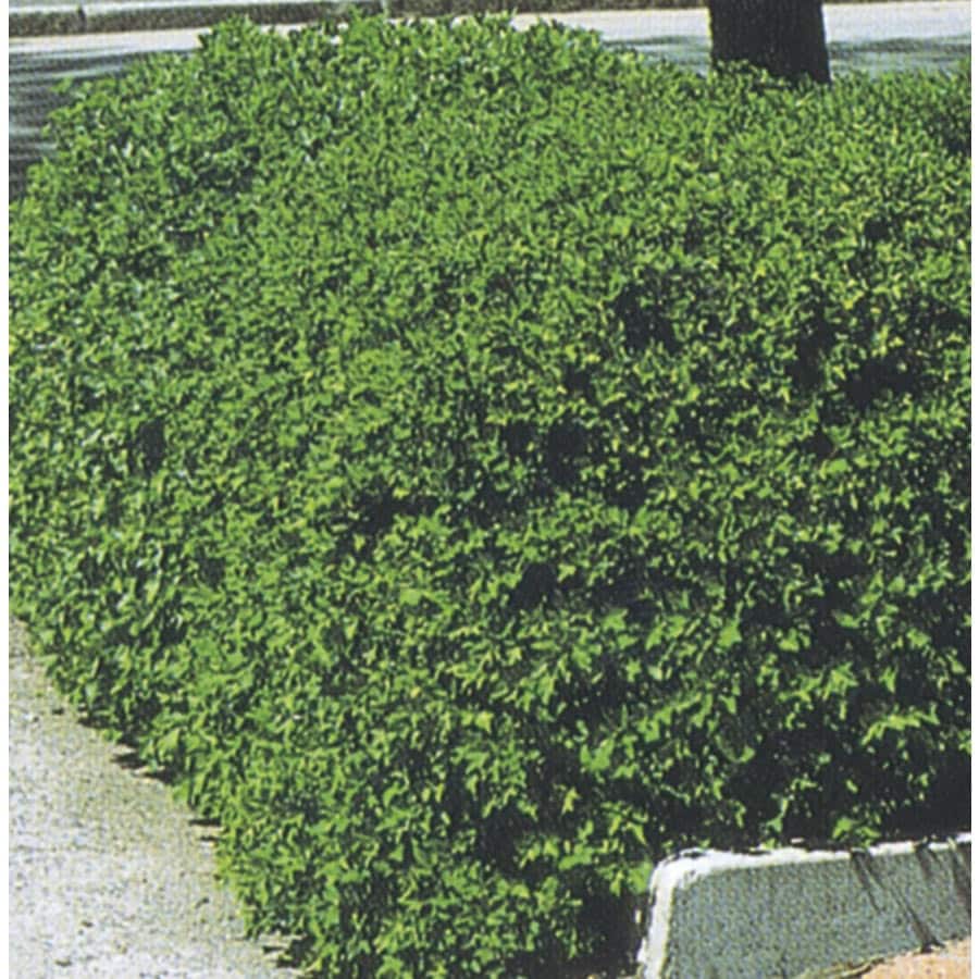 Alpine Currant Accent Shrub Bare Root (Without Soil) (L4245) in the