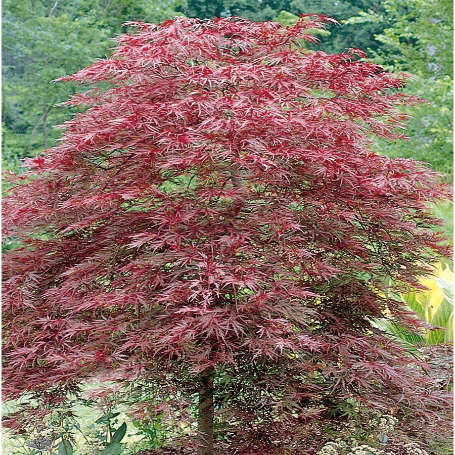 12 07 Gallon Red Dragon Japanese Maple Feature Tree L11802 At Lowes