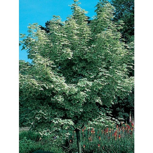 drummond red maple