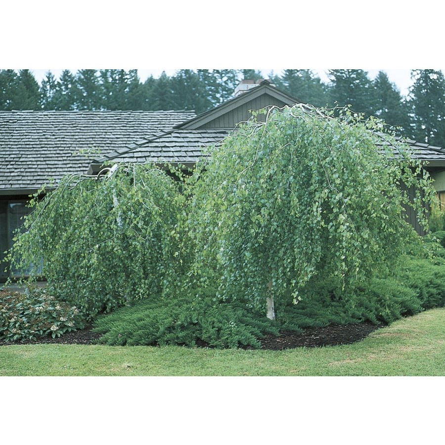  NURSERY 8.75-Gallon Feature Tree Weeping Young's European White Birch In Pot (With Soil)