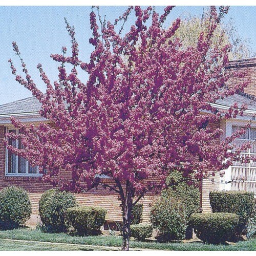 9.55Gallon Robinson Crabapple Flowering Tree (L1082) at
